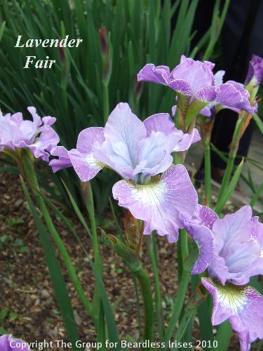 Lavender Fair